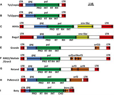 Additional ORFs in Plant LTR-Retrotransposons